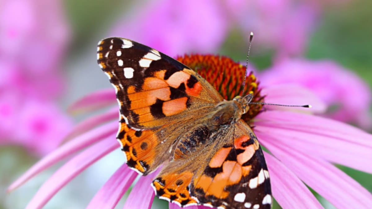 Butterfly Decline in Europe: Why it's Important to Protect These Insect ...