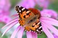 Butterfly Decline in Europe: Why it's Important to Protect These Insect Pollinators
