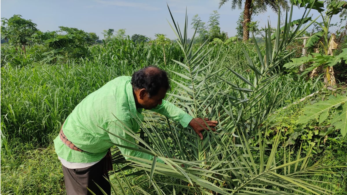 Bengal Farmer to Grow Premium Saudi Arabian Dates at His 2-Bigha Garden - Vimarsana News