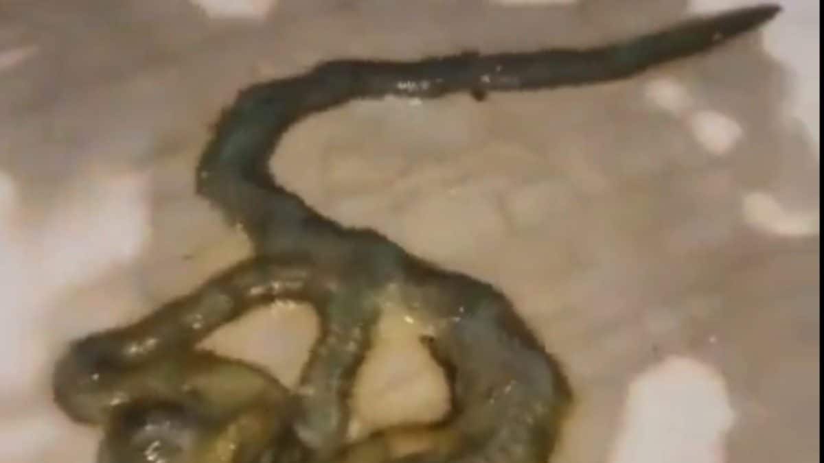 Video Of Scary Worm-like Creature With 'Lot Of Legs' Leaves Internet ...