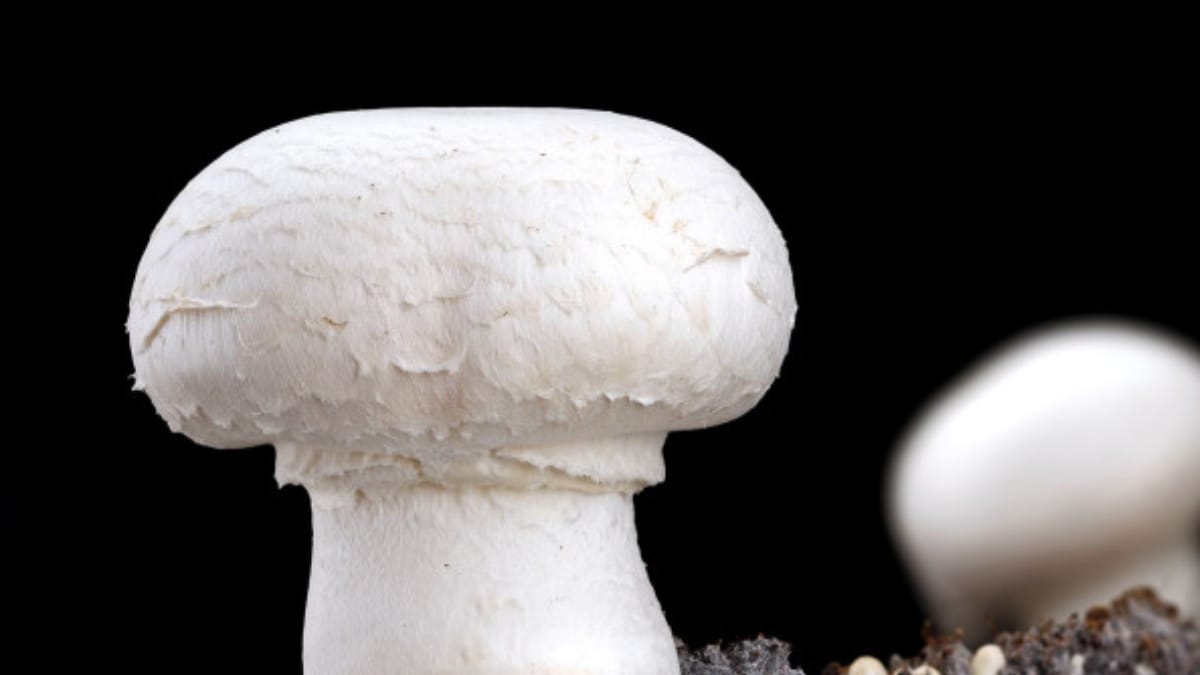Plastic-eating Fungi Found in Chinese Coastal Salt Marshes - Vimarsana News