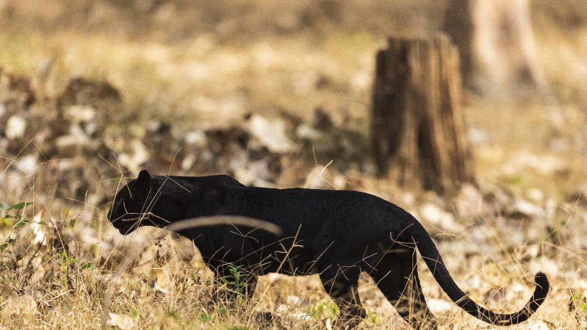 DNA Evidence Offers ‘Definitive Proof’ Of Black Panthers' Existence In The UK