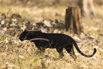 What is a black panther? - Discover Wildlife