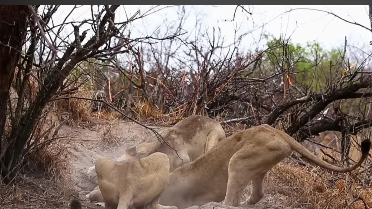 Watch: Terrifying Moment Of Lionesses Teaming Up To Dig A Warthog Out Of Burrow