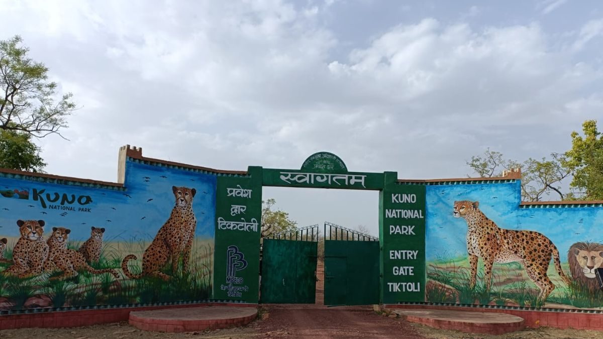 Deceived by Torrid Summer in an Alien Land, Cheetahs of Kuno Fight for Survival - Vimarsana News