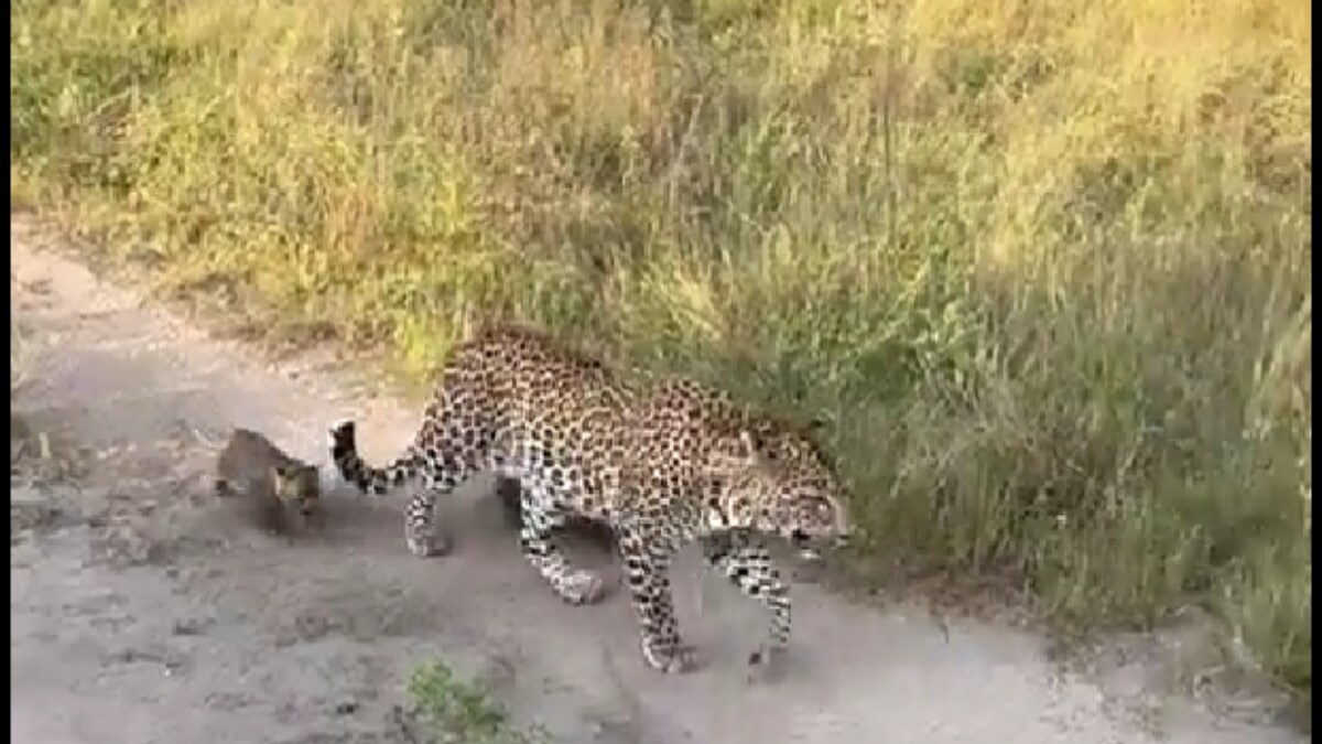 Nothing, Just A Leopard Family's Day Out In Jungle - Vimarsana News