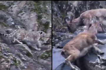 snow leopard chasing mountain goat