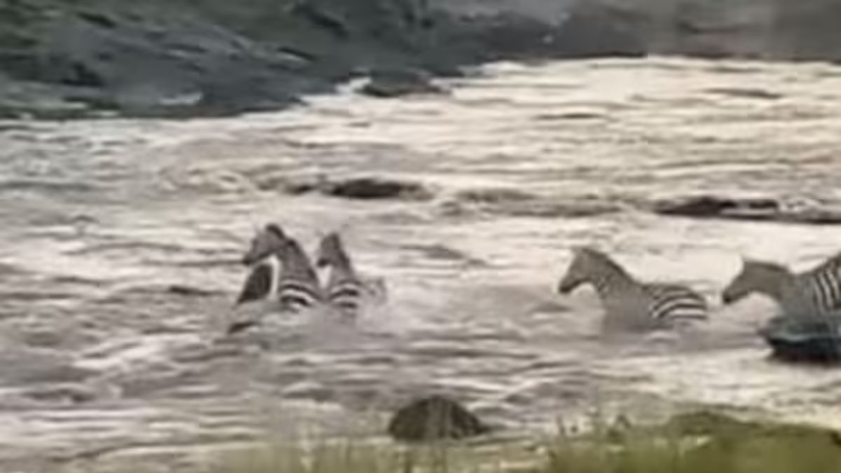 Watch: Crocodile Attempts To Hunt Down Zebras In River But ... - Vimarsana News