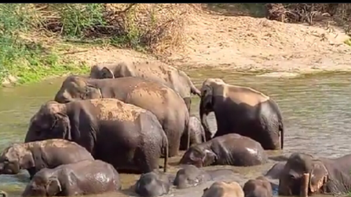 Elephant Herd Shows The Perfect Way To Beat The Heat In Viral Video