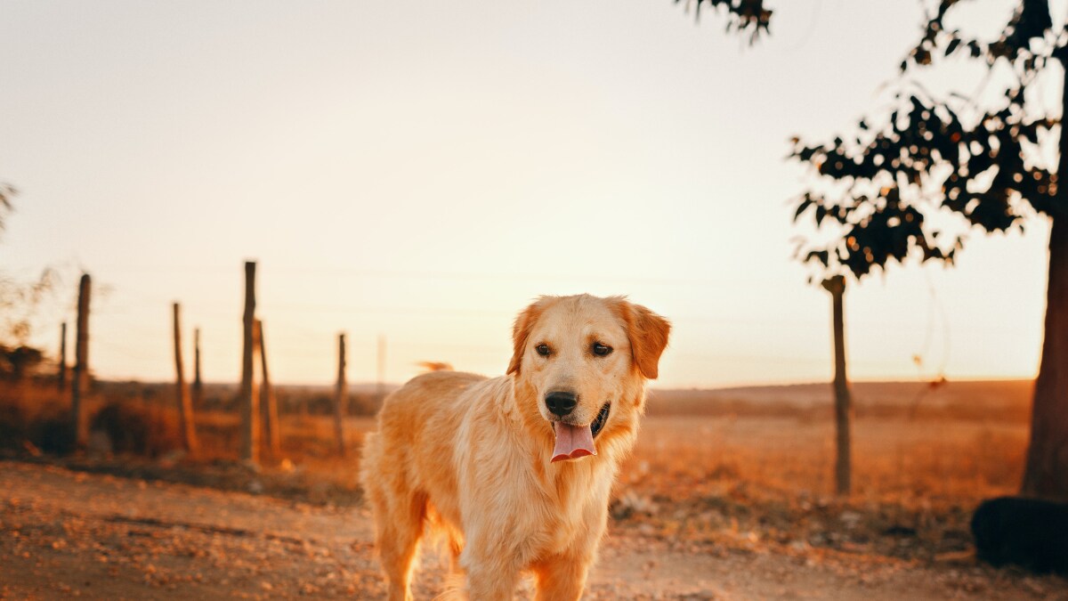A Brave Golden Retriever Embarks On A 65 Km Journey To Return To His Old Home - Vimarsana News