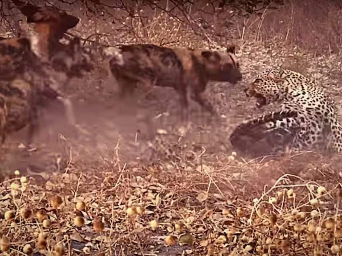 Watch: Pack Of Puppies Attacks And Injures A Leopard In Never-Seen-Before  Occurrence - News18