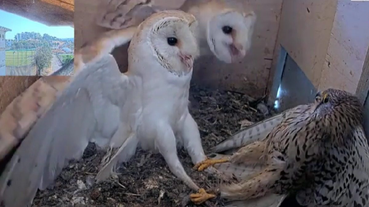 Watch 'Hauntingly Amazing' Footage Of Owls Attacking Nest Invader News18