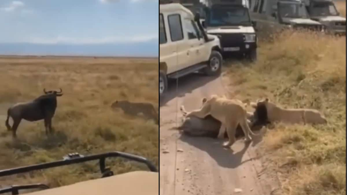 Team Lioness Hunts Wildebeest In The Middle Of A Safari In This Crazy Viral Video