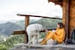 Do's and Don'ts While Choosing Nutritious Pet Food for Traveling With Your Furry Baby