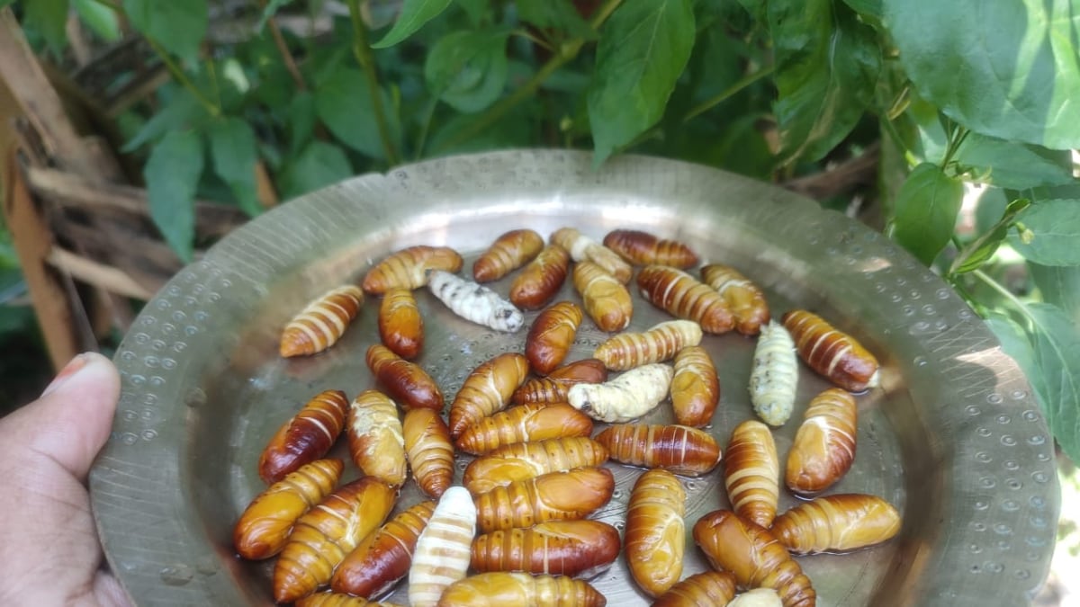Have You Tried Eri Polu? Know About This Indigenous Assam Delicacy Made