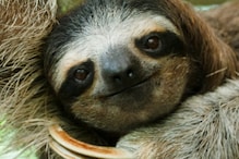 Costa Rican Sloth Antibiotics Offer Hope For Human Medicine