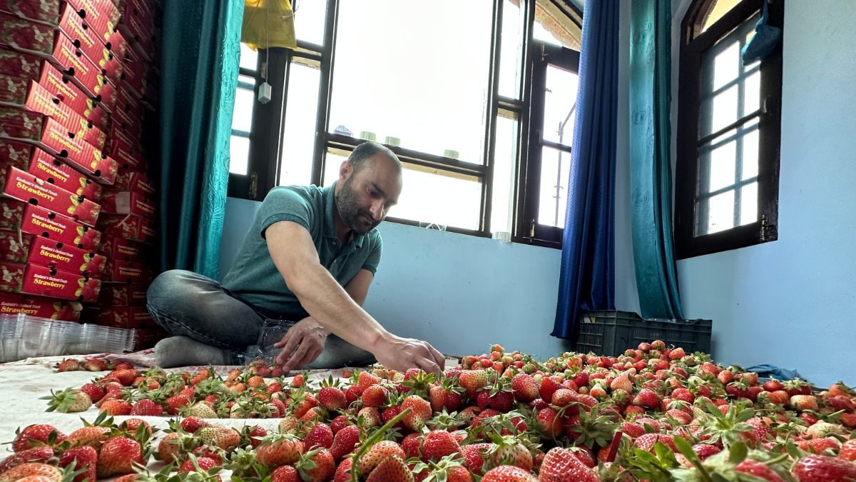 Strawberry Harvesting in Full Swing in Kashmir, Farmers Say Untimely
