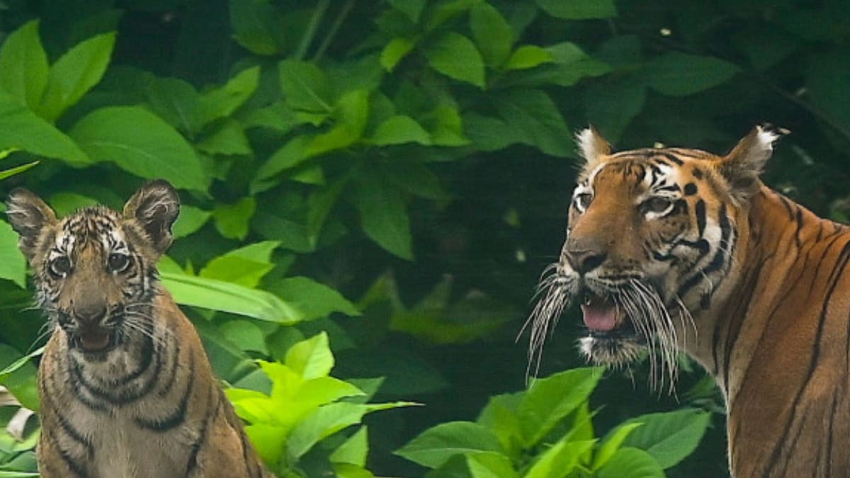 Protecting India’s Tigers Also Good For Climate, Study