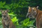 Protecting India's Tigers Also Good For Climate, Study