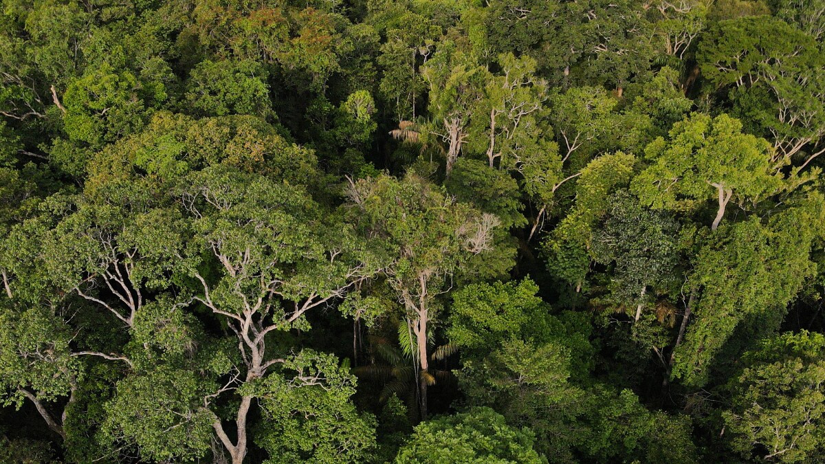 Four Missing Children Found Alive in Colombian Amazon Plane Crash