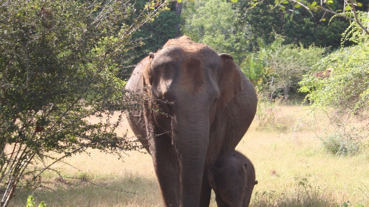 India Lost More than Half of Its Suitable Elephant Habitat in Last 300