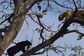 Viral: Leopard And Black Panther Battle It Out Over Territory, And Here's The Winner