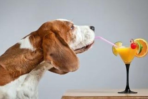 3 Refreshing Dog-Friendly Drinks for a Pawsome Summer - News18