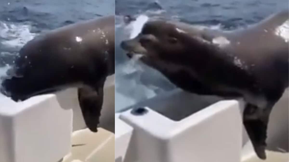 This Seal’s Fish Heist On Boat Has To Be The Cutest Crime Ever