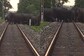 Video Shows Simple Solution To Reduce Elephant Deaths On Railway Tracks