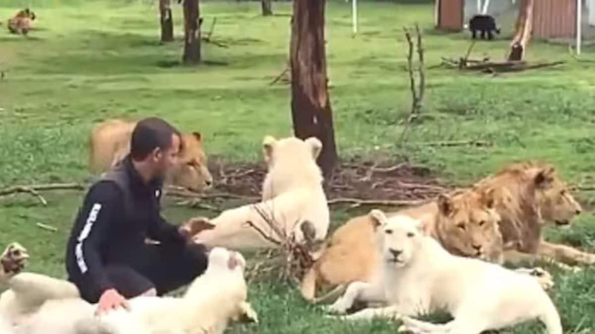 Watch Tiger Saves Zookeeper From Leopard, Heart Is Full