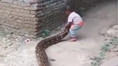 Python Website On One Viral Video: Fearless Toddler's Playdate With Python In Indonesia Is ...