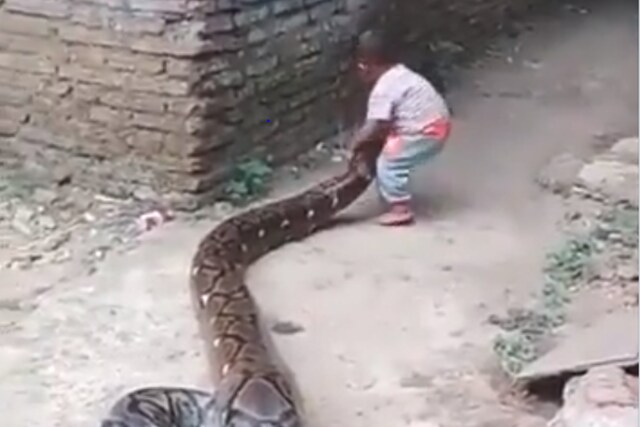Viral Video: Fearless Toddler's Playdate With Python In Indonesia Is ...