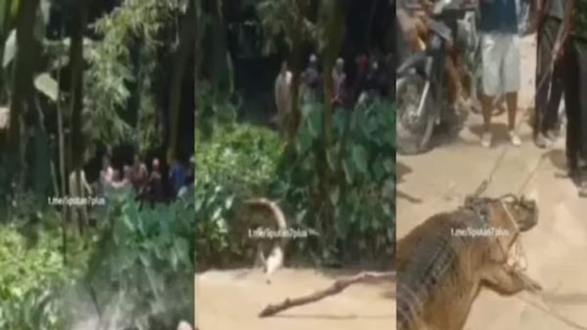 Watch: In Malaysia, Crocodile Attacks Daughter, Mother Jumps Into River To Save Her - Vimarsana News