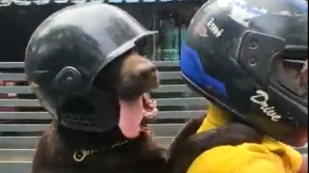 Safety First: Viral Video Of Dog Riding Bike With Helmet Spreads Joy 