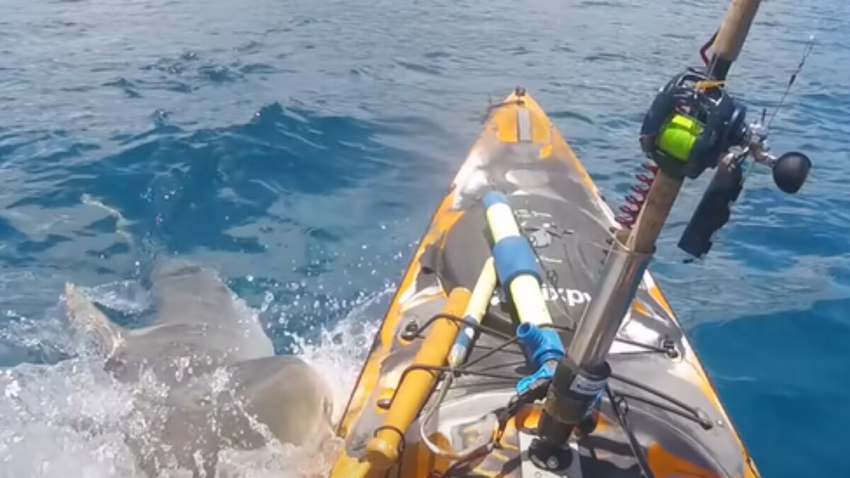 Cheating Death: Watch Terrifying Tiger Shark Attack On Kayaker In Hawaii