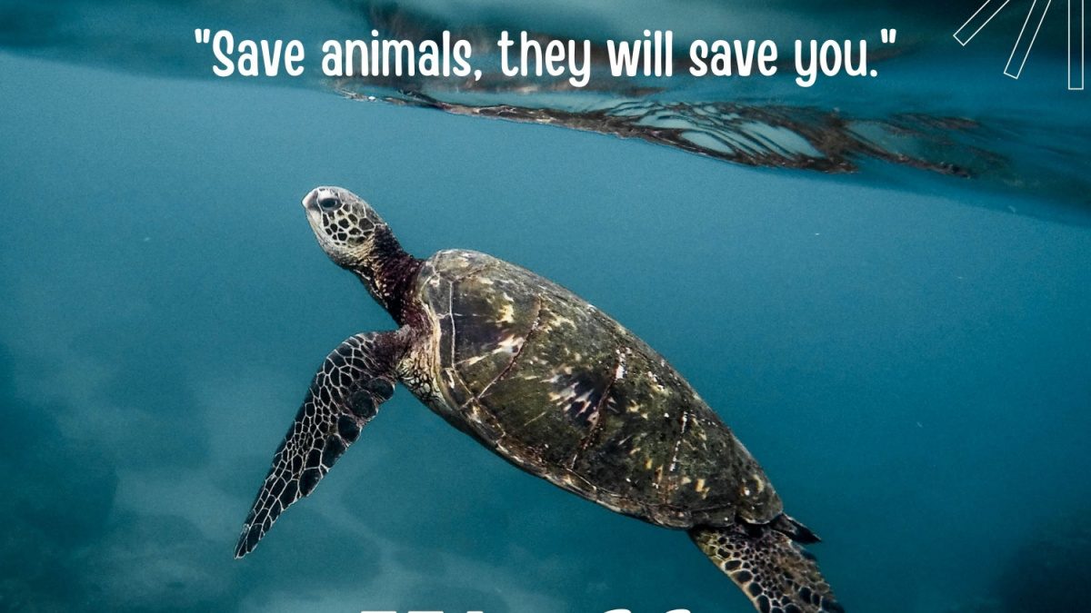 World Turtle Day 2023 History, Significance, Celebration and Quotes