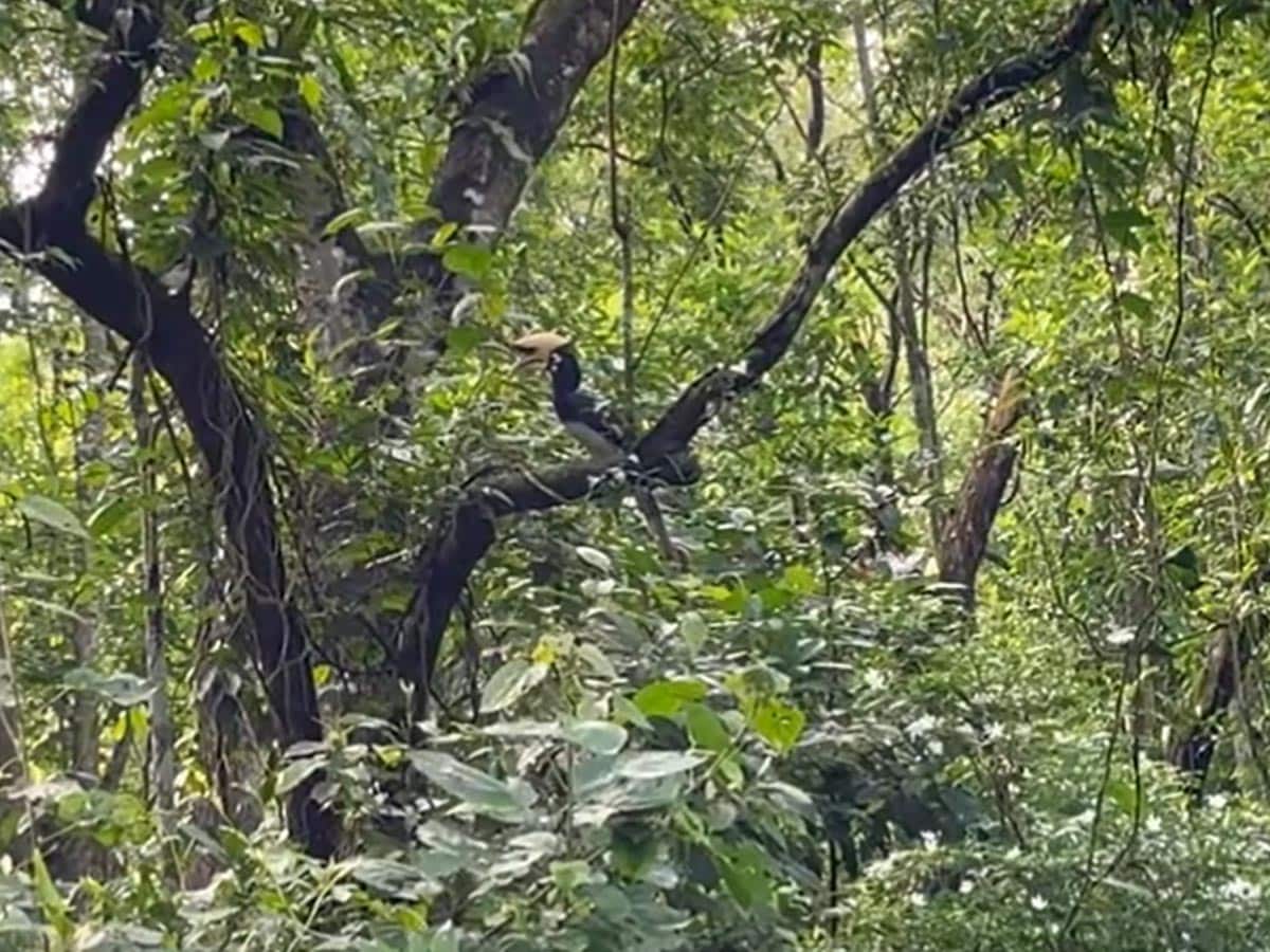 Viral Video Of Hornbill Collecting Fruit For Its Partner Is Too Good To  Miss | Viral News - News18
