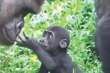 ‘Gorilla-Rious’ Moment: Baby Gorilla Meets Dad For First Time And Steals Our Hearts