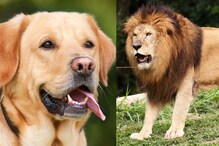 Watch: Dog Scares Lion Away, Leaves Instagram Shocked