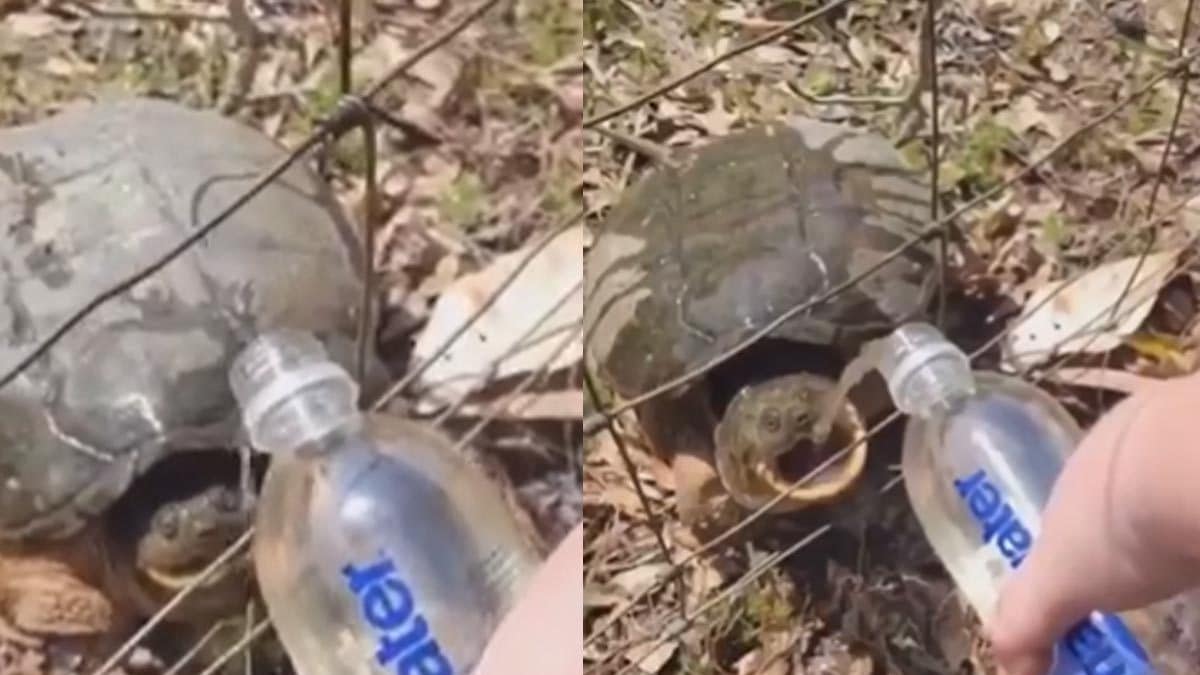 Woman's Attempt To Give Water To Tortoise Ends In A Surprising Way