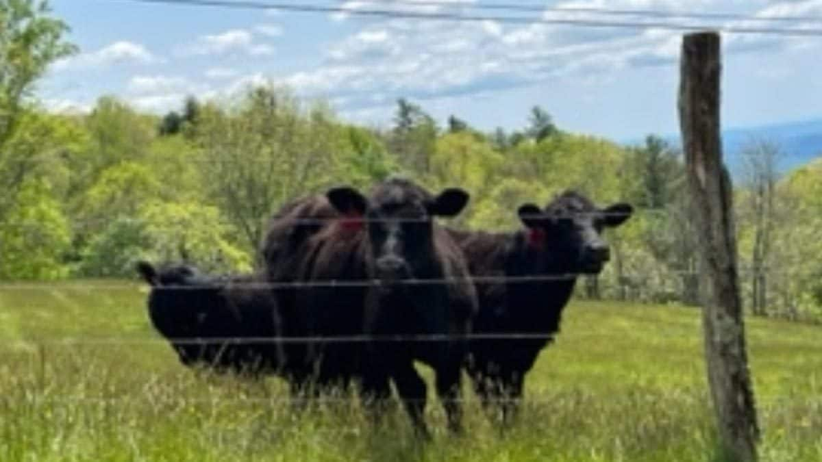 Viral: Cows Help Police Locate Suspect In Dramatic Chase - News18