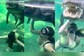 Viral Video: Woman Swims With Alligator, Leaves Internet Scared