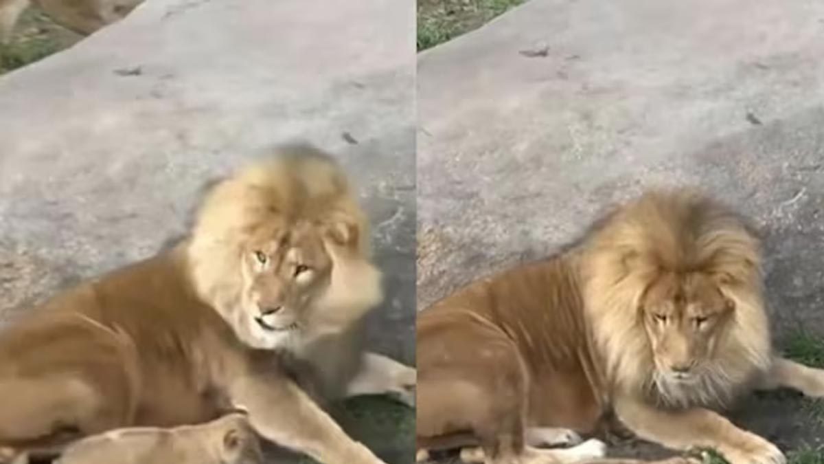 Watch: Cub Scaring The Lion Is The Best Thing On The Internet Today - Vimarsana News