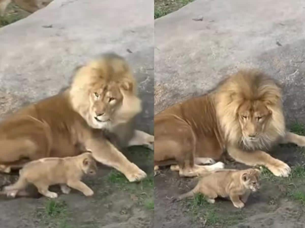 Watch: Cub Scaring The Lion Is The Best Thing On The Internet ...