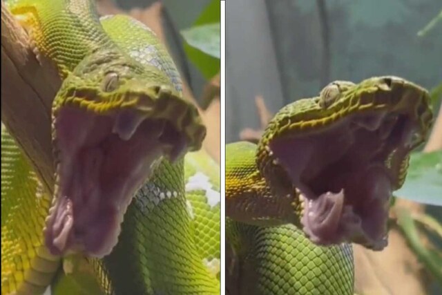 Snakes Yawn The Shocking Stress Signal You Need To Know - st354zv