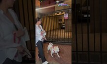 Malaika Arora Takes Her Pupper Out For A Walk!