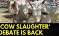 Cow Slaughter Bill Karnataka: Congress Vs BJP Over Animal Husbandry Minister K Venkatesh's Statement