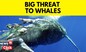 Threat To Whales Complicates U.S. Research Into Seaweed For Biofuel | Whales In Danger | News18
