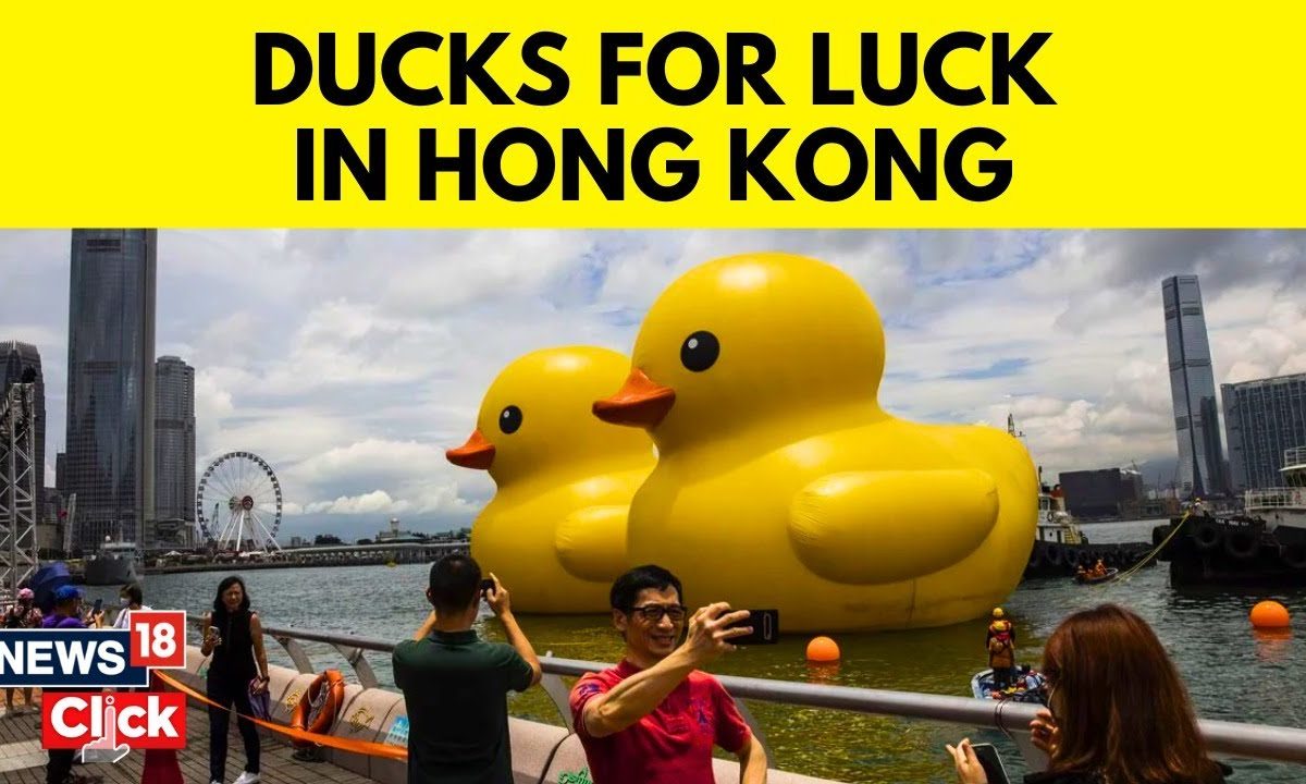 Two Giant Rubber Ducks Debut In Hong Kong In Bid To Drive Double Happiness English News