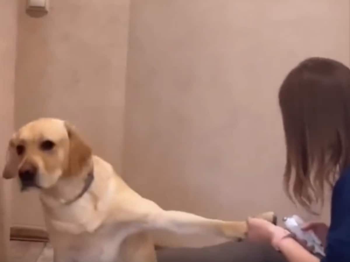 Kannada Dog Video Sex - Give Him An Oscar': Dog's Dramatic Reaction To Nail Clipping Is Hilarious -  News18